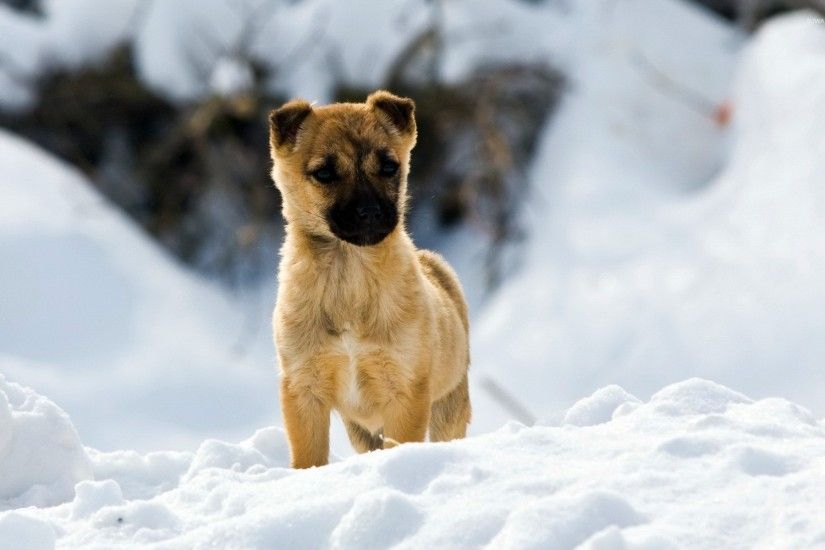 Puppy in the snow wallpaper
