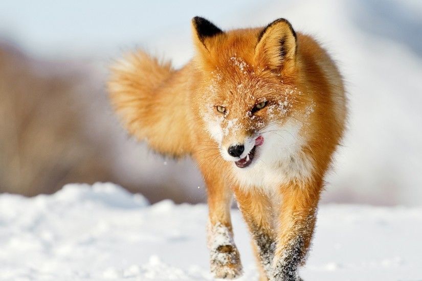 3840x2160 Wallpaper fox, snow, running, winter