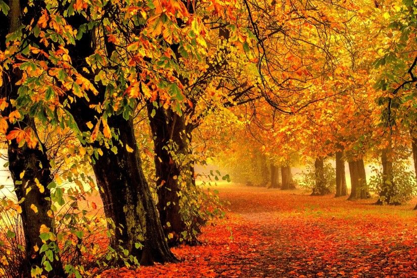 Nature / Autumn Wallpaper