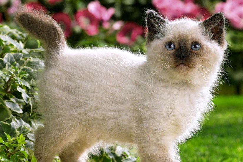 Most Beautiful White Cat HD Wallpapers