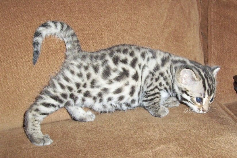 Cute White Bengal Kitten Picture