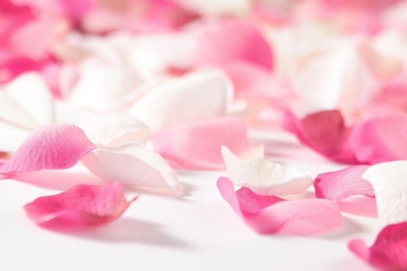 pink flower petals hd. Â«Â«