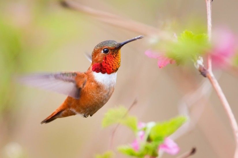 Flying hummingbird wallpaper