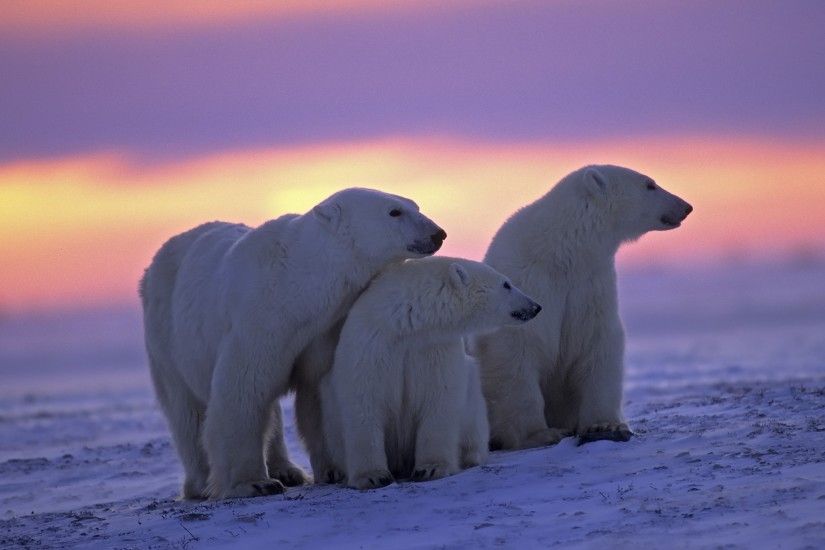 polar bear wallpapers 1080p high quality - polar bear category