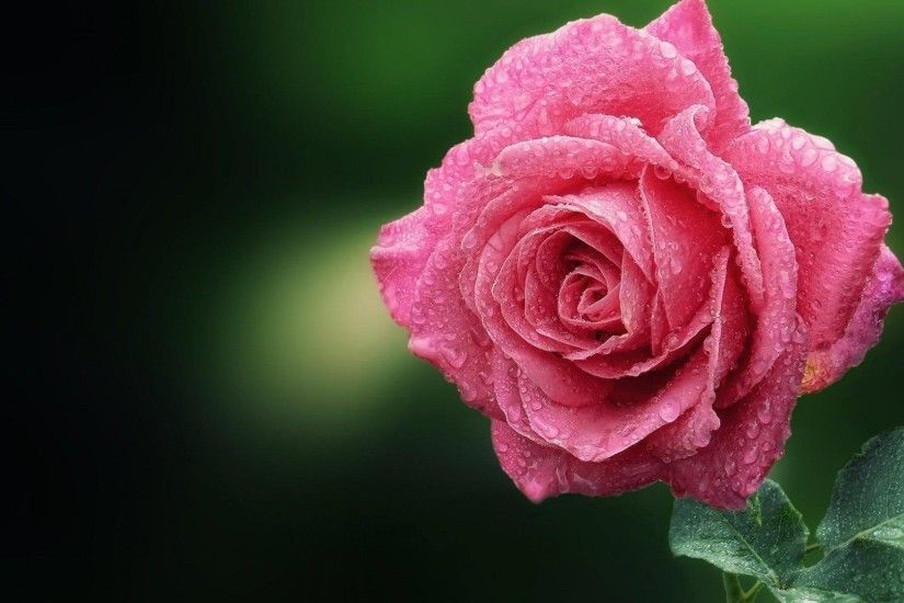 Pink Rose Source Â· Beautiful Flower Pink Rose Wallpaper With Green  Background