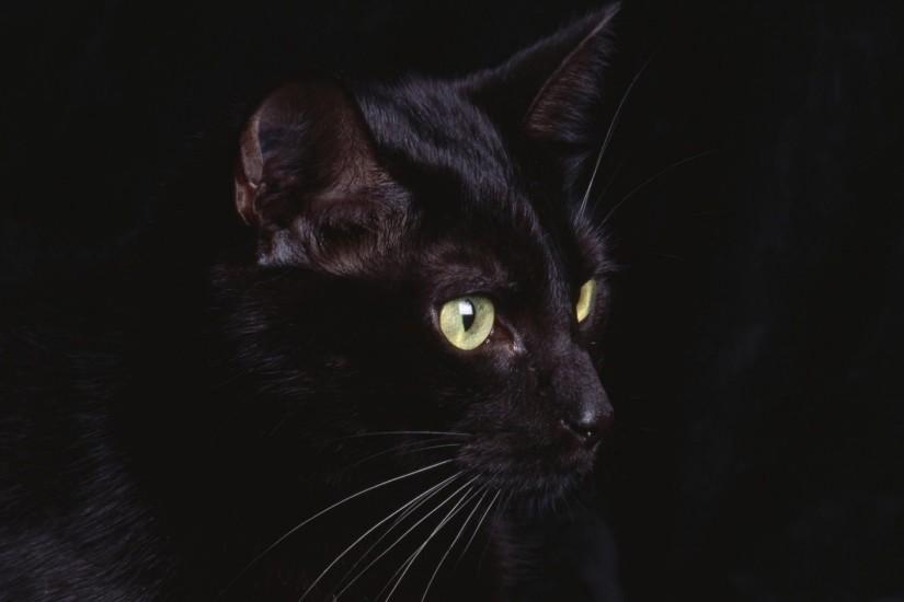 Black Cat Wallpaper | High Definition Wallpapers