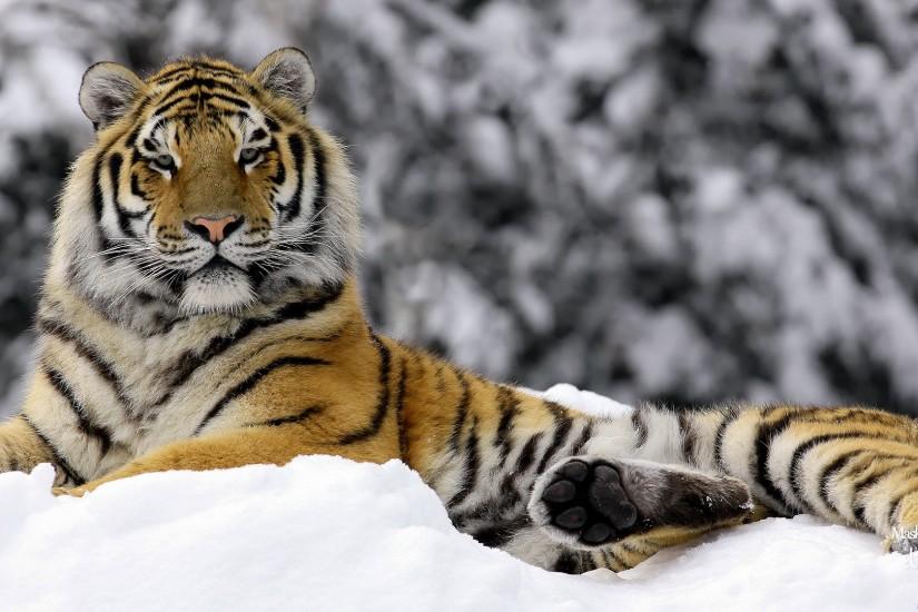 Tiger in Winter Wallpapers | HD Wallpapers