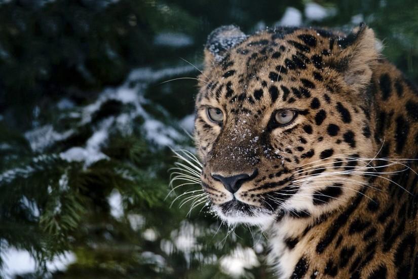 Snow leopard Wallpaper, Background | HD Desktop Wallpapers