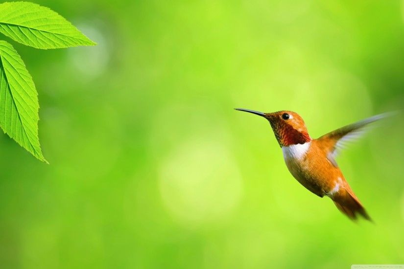 HD Wallpaper | Background ID:446360. 2560x1600 Animal Hummingbird
