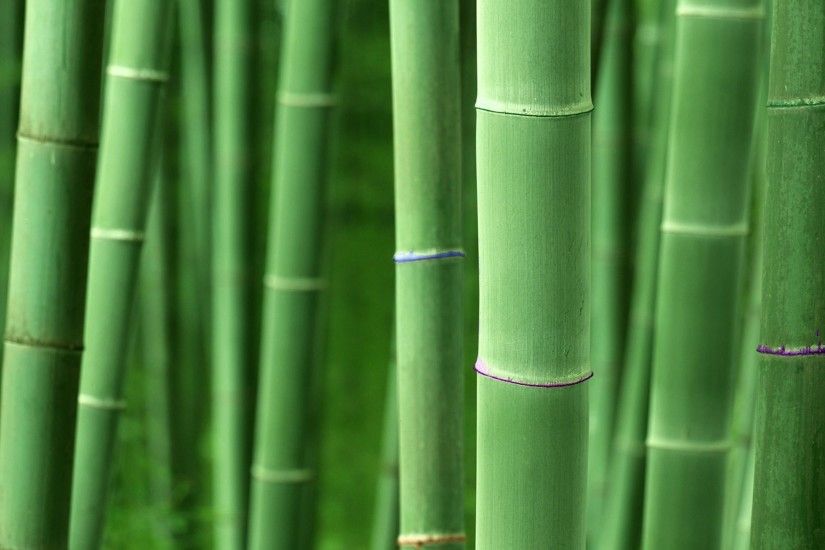 Earth - Bamboo Wallpaper