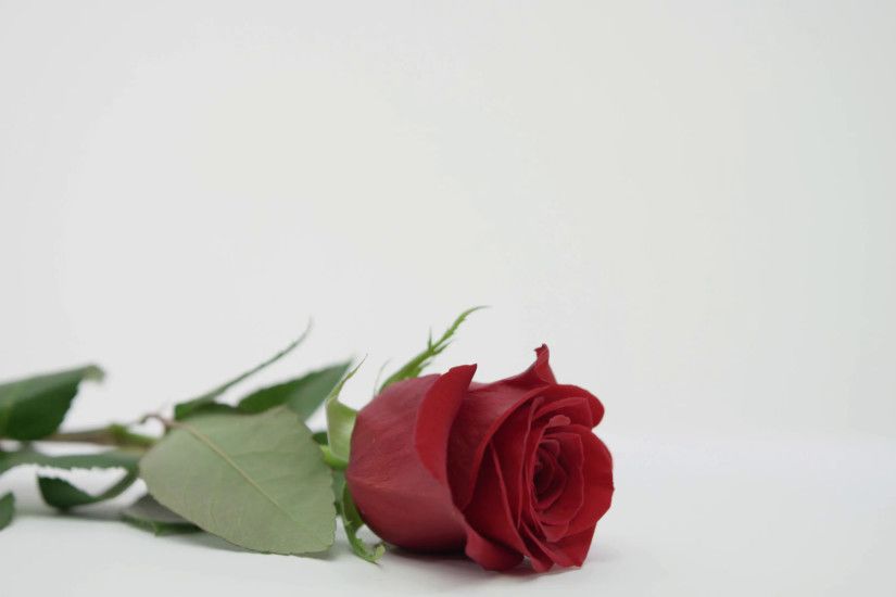 Picking Up Red Rose On White Background Love And Valentines Day Stock Video  Footage - Storyblocks Video