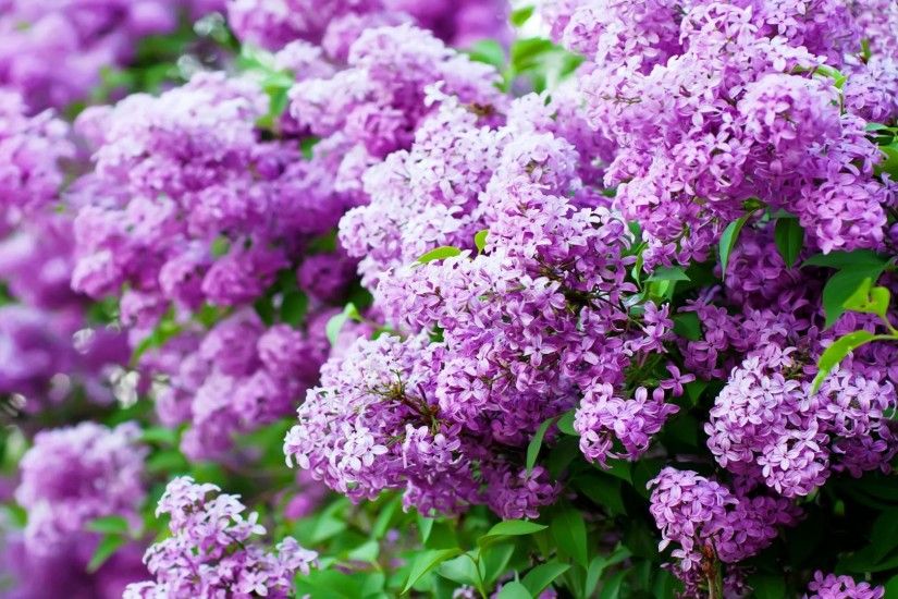 Sprung Lilac Blossom Purple Wallpaper - New HD Wallpapers