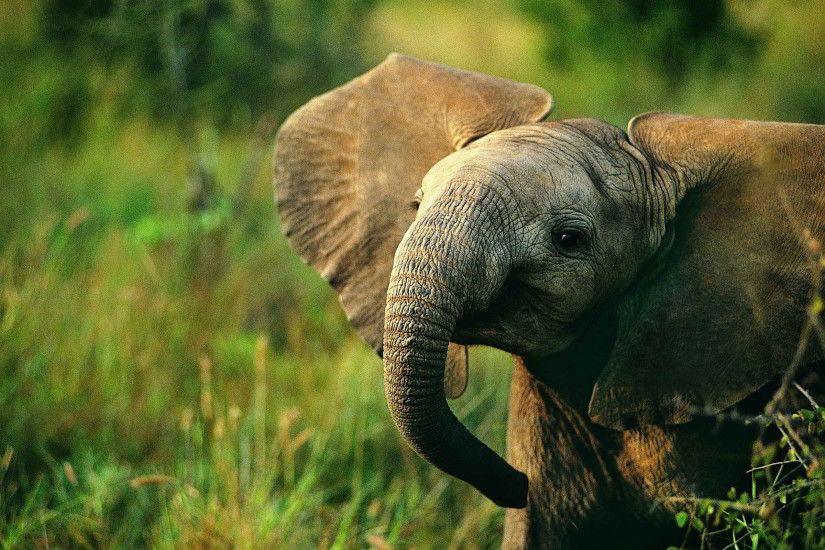 elephant desktop background