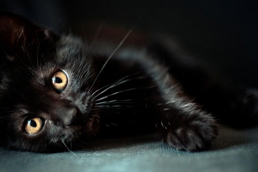 cat, Animals, Black Cats