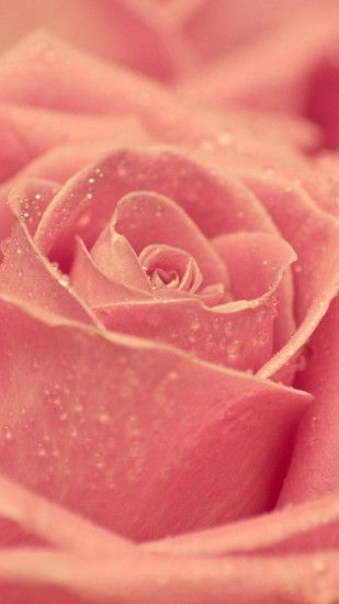Macro Pink Rose Dew #iPhone #6 #wallpaper