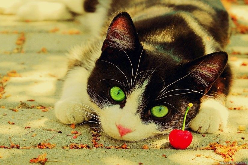 White Christmas Cat Wallpaper HD Wallpaper b collection. Here are 20  cliparts. And similar cliparts - White Christmas Cat wallpapers, White Christmas  Kitten ...