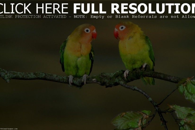 Bird wallpaper and Wallpapers on Pinterest