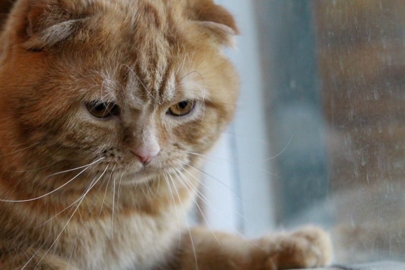 Cute Grumpy Cat HD Desktop Wallpaper