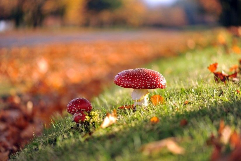 Mushrooms Nature Autumn