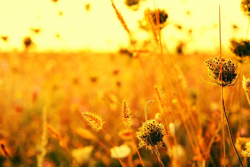 Beautiful flowers in field on sunrise background. Sunny outdoor bright  morning. Autumn theme background. Closeup Full HD video Stock Video Footage  - ...