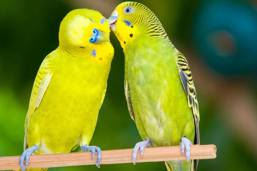 Most Beautiful Love Birds HD Wallpapers