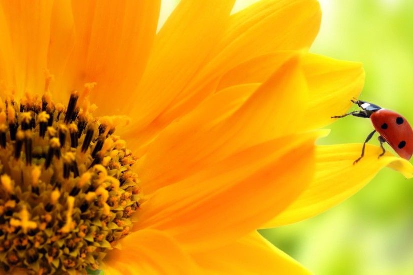 Sunflower Wallpaper Hd Â· Sunflower Wallpapers Widescreen For Desktop  Wallpaper ...