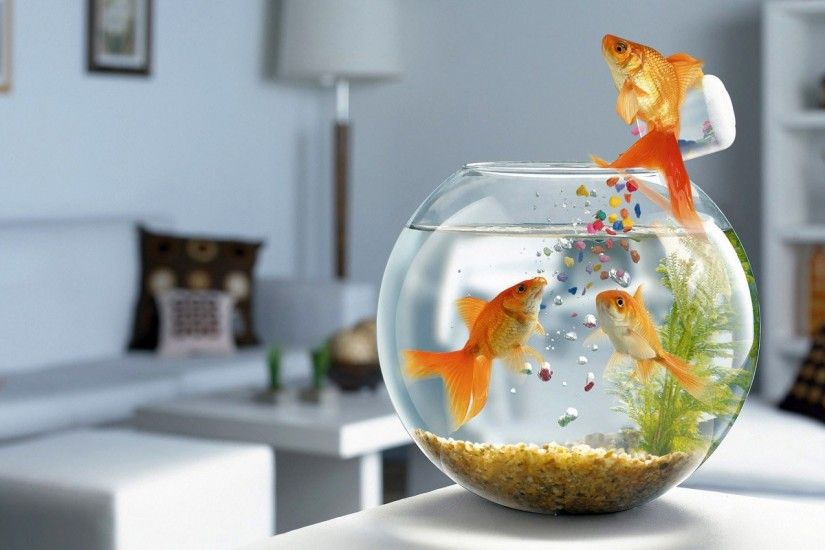 Humor - Goldfish Wallpaper