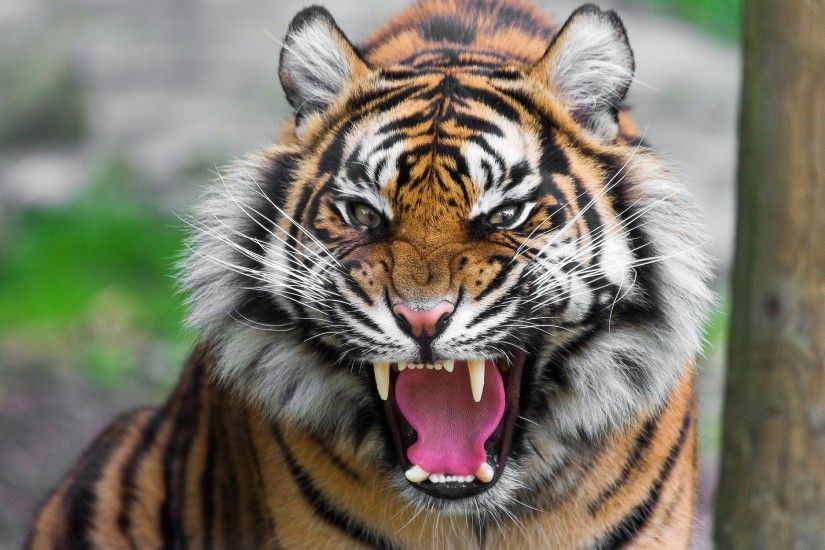 Fierce Tiger Wallpaper 40406