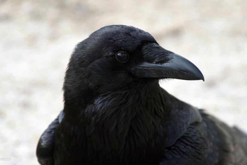 common raven close up 1920x1080