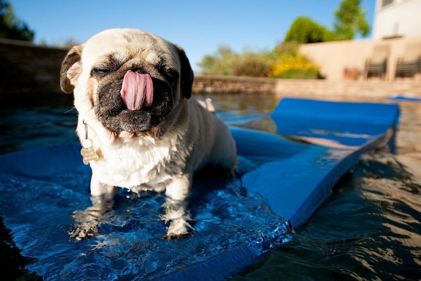 Preview wallpaper pug, pool, swim, rug, dog 2560x1440
