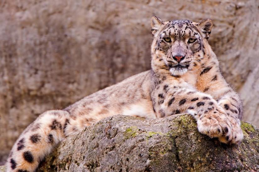 HD Wallpaper | Background ID:235713. 1920x1200 Animal Snow Leopard. 5 Like.  Favorite