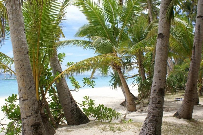 5339 Views 3084 Download Best Coconut Trees at Beach Wallpaper