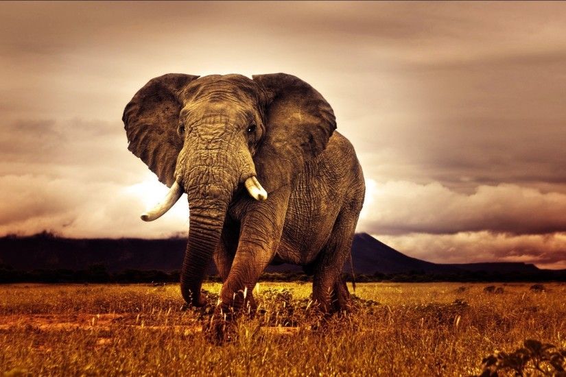 Tags: animal, elephant