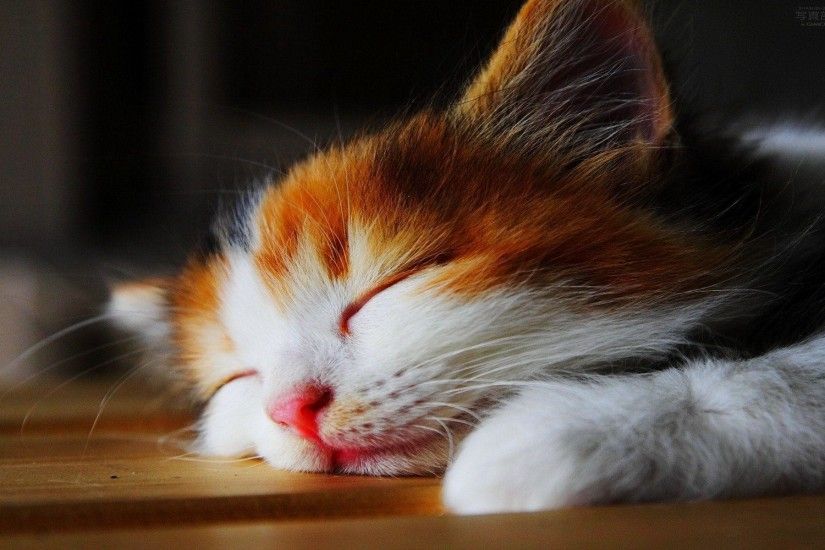 Cute Cat Wallpaper: Cute Cats Tumblr Wallpaper #3719 |.Ssofc