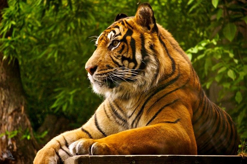 royal bengal tigers