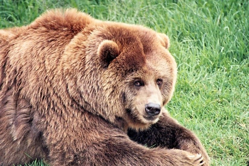 1920x1080 Wallpaper brown bear, bear, fat, grass
