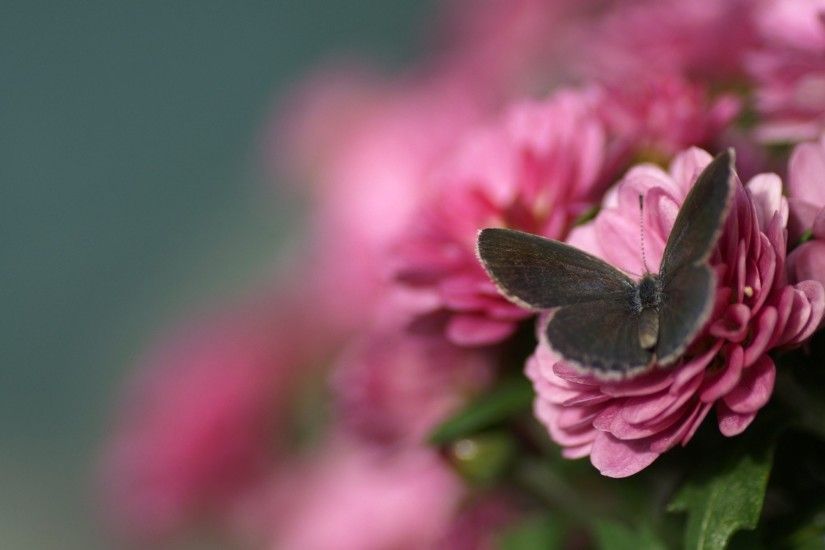 Black-Butterfly-On-Pink-Flower-wallpaper-wp3802978