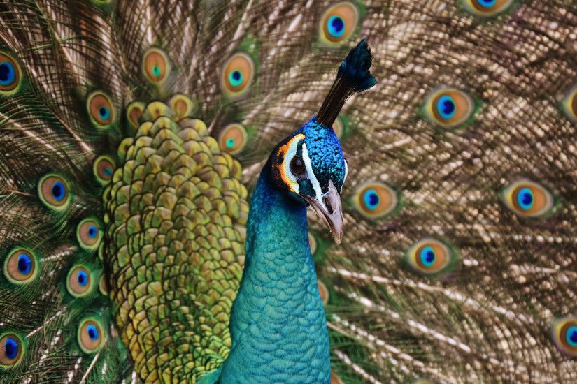 Preview wallpaper peacock, bird, plumage 3840x2160