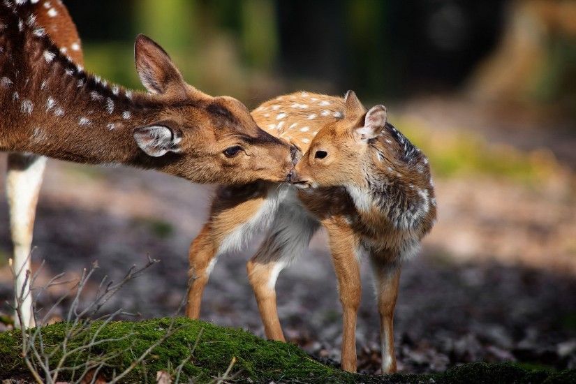 nature, Animals, Deer, Baby Animals Wallpapers HD / Desktop and Mobile  Backgrounds