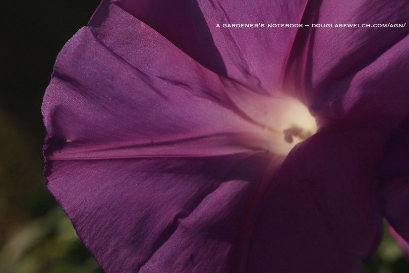 Free Garden wallpapers for August 2012 – Morning Glory