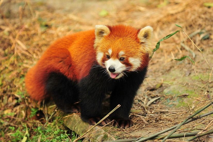 Animal - Red Panda Wallpaper