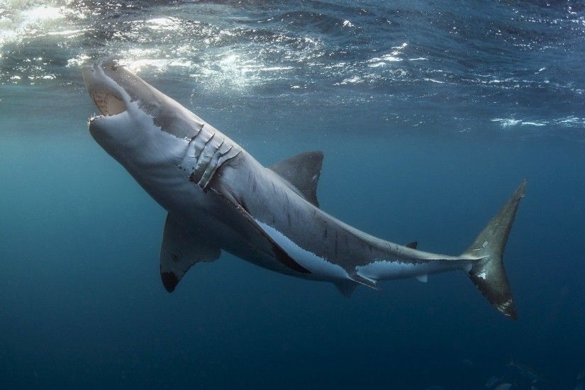 great white shark wallpaper high quality resolution