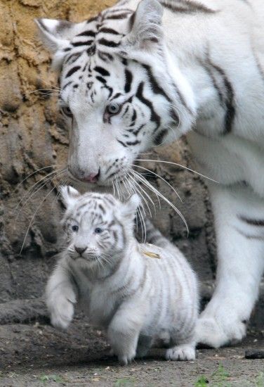 Uncategorized Cute Whiteer Cubs Wallpaper 2 93 Fabulous Baby Picture  Inspirationsers In Snow For Sale Algebra. Bengal TigerTiger TigerWhite ...