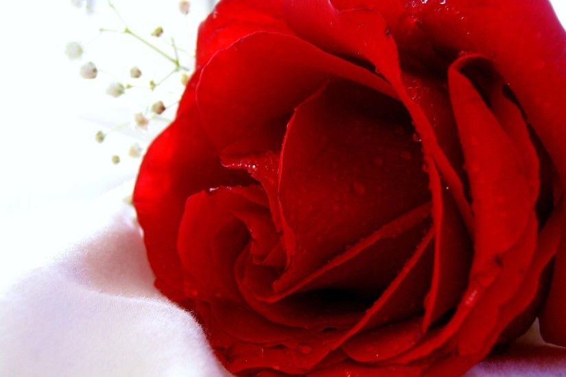F/1246060422, Single red rose on a white background, fascinating 129.1  kbytes