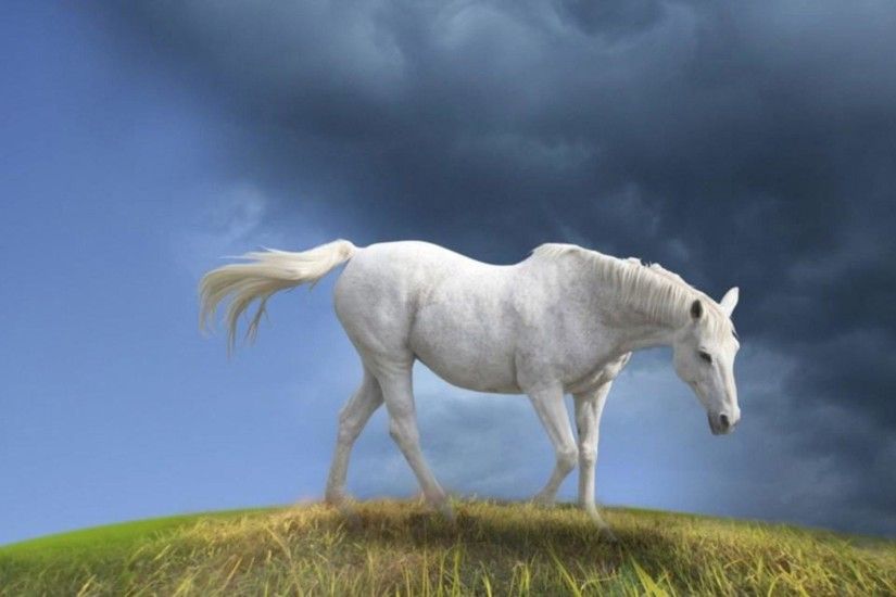 Animals For > White Horse Wallpaper Desktop