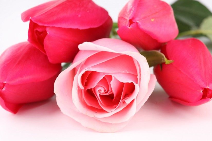 Flowers / Pink roses Wallpaper