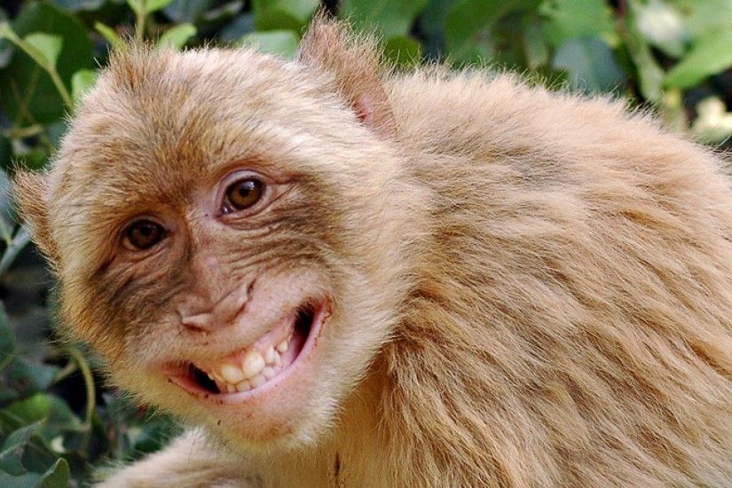 27 List Different Types of Monkeys Facts and Information | Monkey ... Monkey  Wallpapers ...