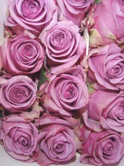 ... Roses tumblr aesthetic tumblr crystals pastel pinterest go p purple  rose wallpapers images in go light ...