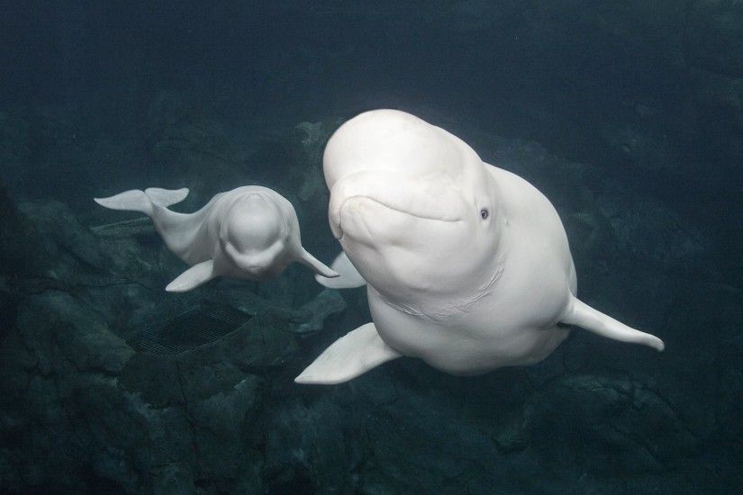 Georgia Aquariums Beluga Whales