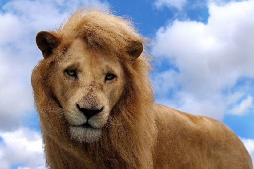 Amazing 3D Lion Wallpaper